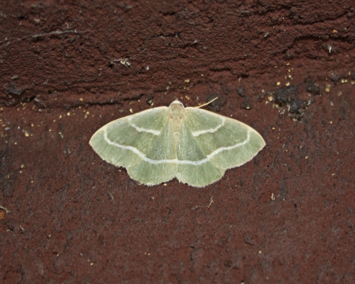 hylaea fasciaria?